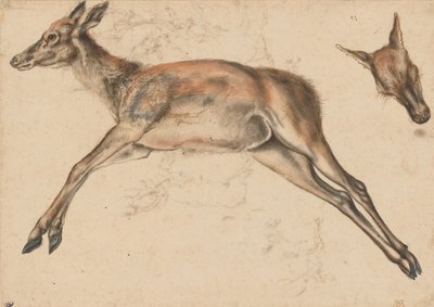Dead Hind, the Four Limbs Extended, and Hind